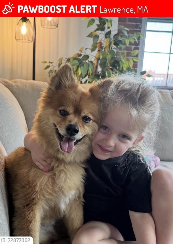Lost Male Dog last seen Water st Lawrence ma, Lawrence, MA 01841