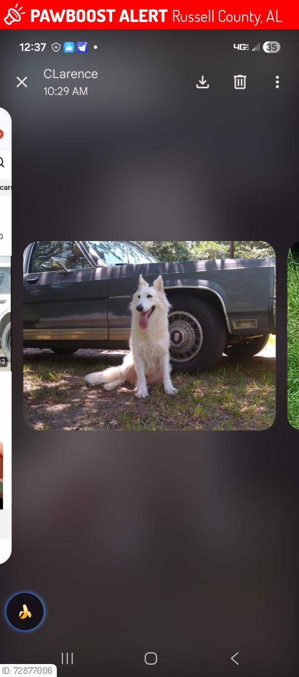 Lost Female Dog last seen Oswichee road or county road 18 fort mitc Al 36856, Russell County, AL 36875