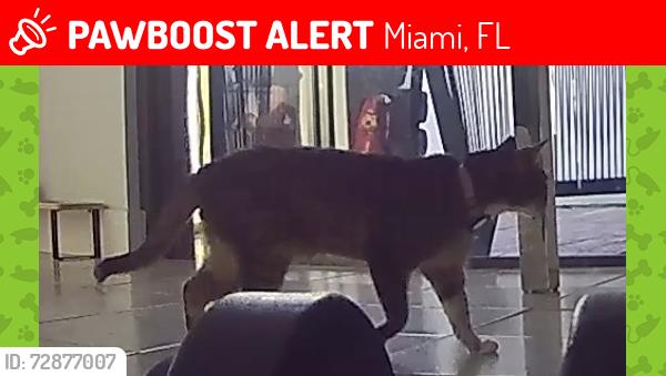 Lost Female Cat last seen near 96th St and between the 122 and 127 ave, Miami, FL 33186