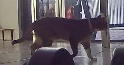 Lost Female Cat last seen near 96th St and between the 122 and 127 ave, Miami, FL 33186