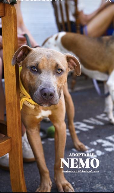 Shelter Stray Male Dog last seen CHARLOTTE, Charlotte, NC 28217
