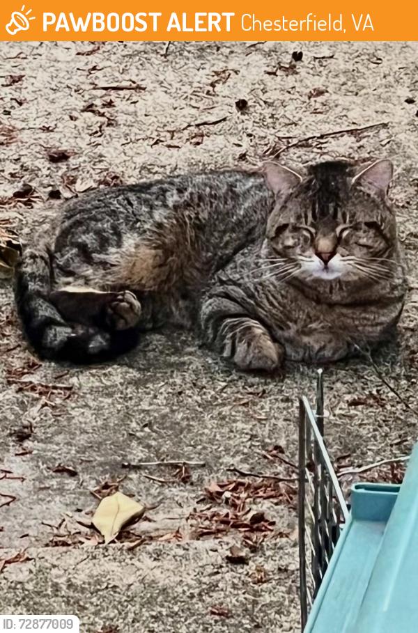 Found/Stray Unknown Cat last seen Near intersection of Black and River Rd, Chesterfield, VA 23838