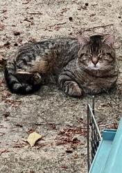 Found/Stray Unknown Cat last seen Near intersection of Black and River Rd, Chesterfield, VA 23838