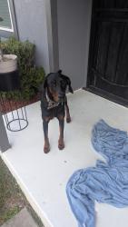 Found/Stray Male Dog last seen Oberlin drive, Dallas, TX 75243