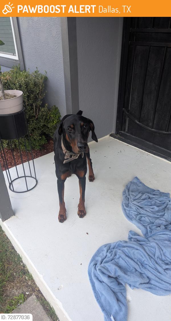 Found/Stray Male Dog last seen Oberlin drive, Dallas, TX 75243