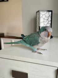 Lost Female Bird last seen Between Prairie Rose and Oak Forest Drive, Morris, IL 60450