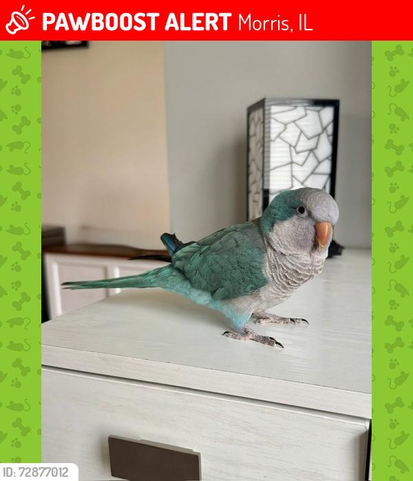 Lost Female Bird last seen Between Prairie Rose and Oak Forest Drive, Morris, IL 60450