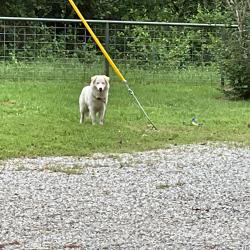 Found/Stray Male Dog last seen FM 2210, Bridgeport, TX, Bridgeport, TX 76426