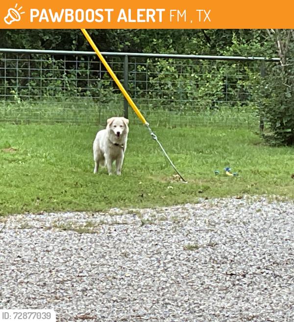 Found/Stray Male Dog last seen FM 2210, Bridgeport, TX, Bridgeport, TX 76426