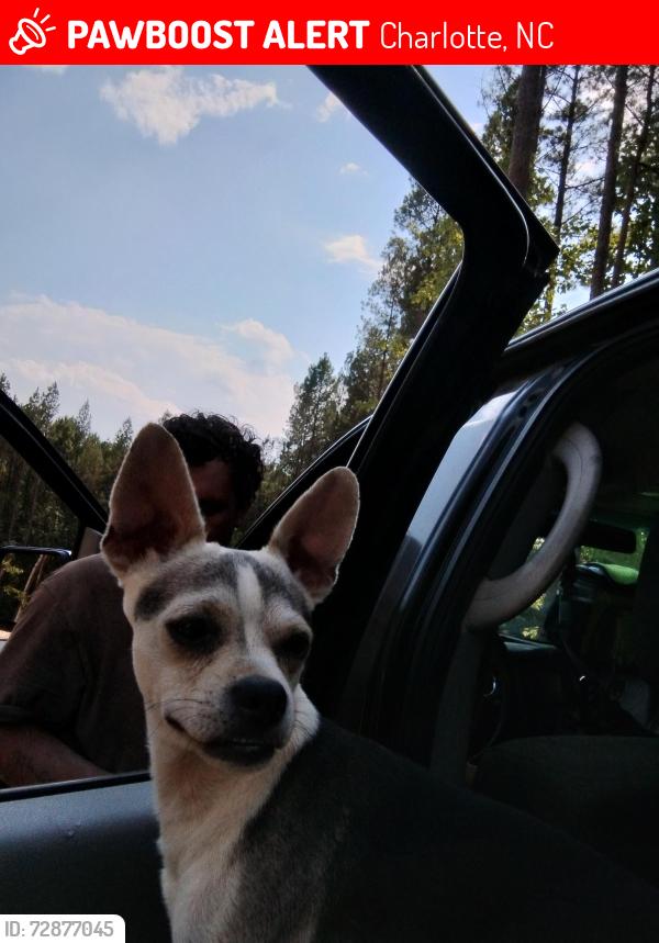 Lost Male Dog last seen Charlotte, Charlotte, NC 28214