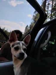Lost Male Dog last seen Charlotte , Charlotte, NC 28214