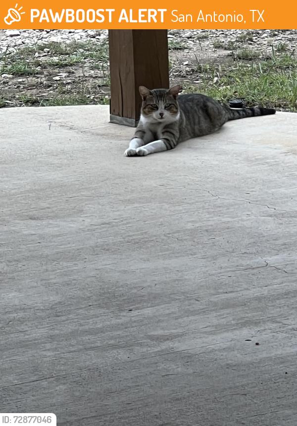 Found/Stray Male Cat last seen Scenic Circle, Del Mar Trail, San Antonio, TX 78251