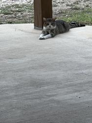 Found/Stray Male Cat last seen Scenic Circle, Del Mar Trail, San Antonio, TX 78251