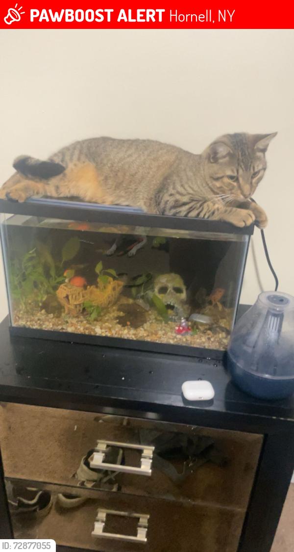 Lost Male Cat last seen Got out of the car at the econo lodge on Seneca rd  in Hornell NY , Hornell, NY 14843