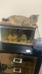 Lost Male Cat last seen Got out of the car at the econo lodge on Seneca rd  in Hornell NY , Hornell, NY 14843