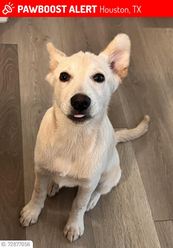 Lost Female Dog last seen Near Torrey chase apmts , Houston, TX 77014