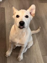 Lost Female Dog last seen Near Torrey chase apmts , Houston, TX 77014