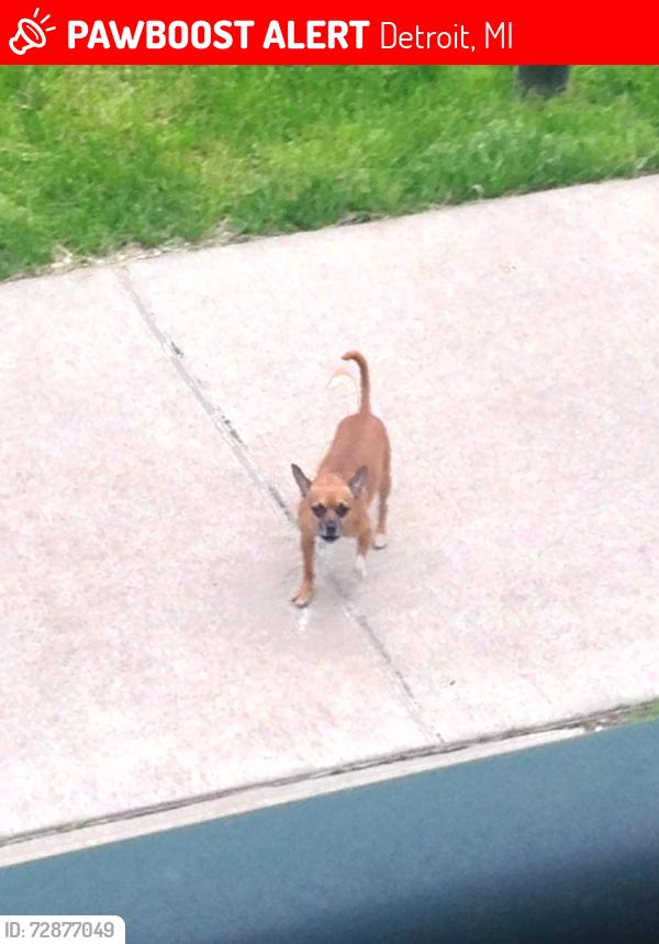 Lost Male Dog last seen West McNichols, Detroit, MI 48226