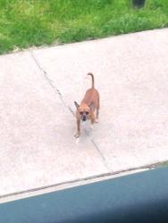 Lost Male Dog last seen West McNichols, Detroit, MI 48226