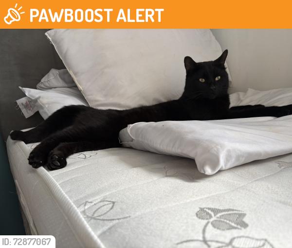 Found/Stray Male Cat last seen Truro drive Penzance avenue , Leicestershire, England LE18 2JB