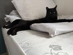 Found/Stray Male Cat last seen Truro drive Penzance avenue , Leicestershire, England LE18 2JB