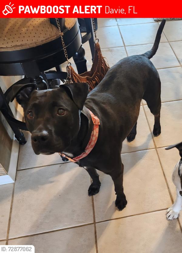 Lost Female Dog last seen Sw 53 terrace and sw 57 ct Davie Florida 33314, Davie, FL 33314