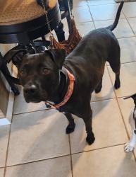 Lost Female Dog last seen Sw 53 terrace and sw 57 ct Davie Florida 33314, Davie, FL 33314