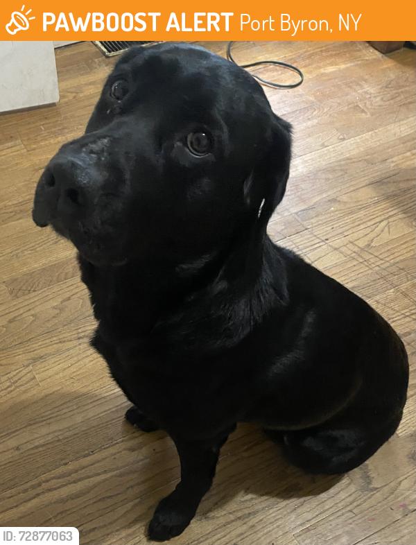 Found/Stray Female Dog last seen Pit Stop, Port Byron, NY 13140