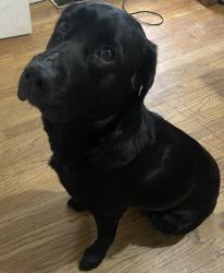 Found/Stray Female Dog last seen Pit Stop, Port Byron, NY 13140