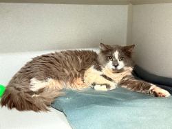 Shelter Stray Male Cat last seen Near Crotona Parkway, BRONX, NY, 10460, New York, NY 10029