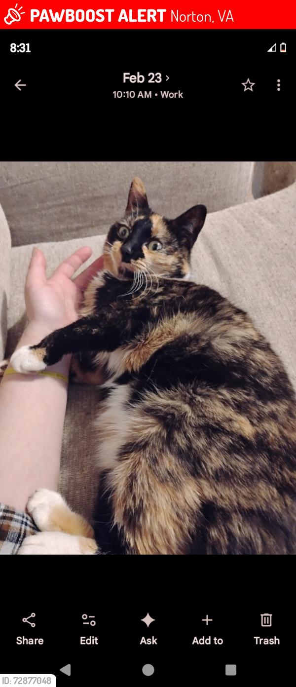 Lost Female Cat last seen Near jones hollow Rd wise va , Norton, VA 24273