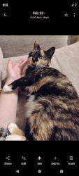 Lost Female Cat last seen Near jones hollow Rd wise va , Norton, VA 24273