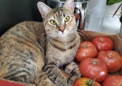 Lost Female Cat last seen Garrard Rd SE, Rome, GA 30161