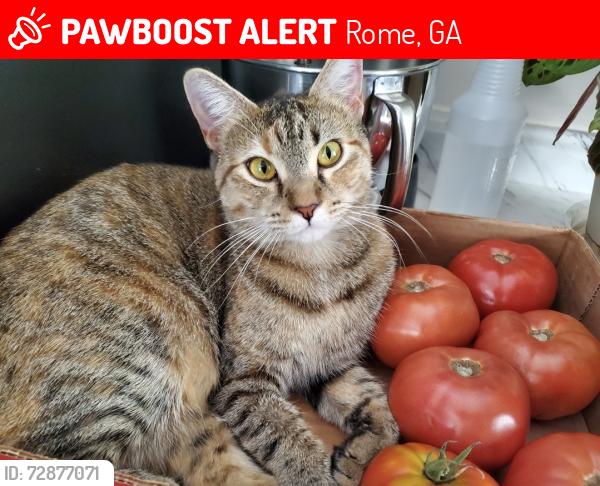 Lost Female Cat last seen Garrard Rd SE, Rome, GA 30161