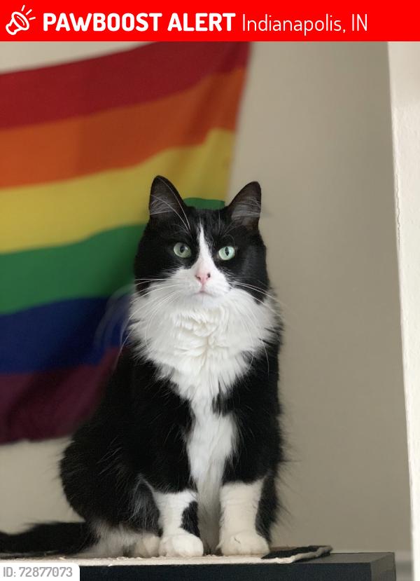 Lost Female Cat last seen Hovey street and 24th , Indianapolis, IN 46218
