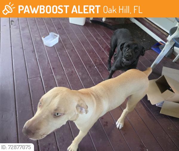 Found/Stray Male Dog last seen US1 oak hill, Oak Hill, FL 32759