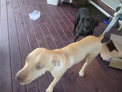 Found/Stray Male Dog last seen US1 oak hill, Oak Hill, FL 32759
