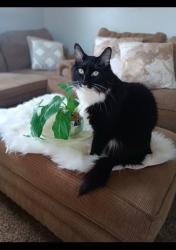 Lost Male Cat last seen Near penn y agnew, Oklahoma City, OK 73119