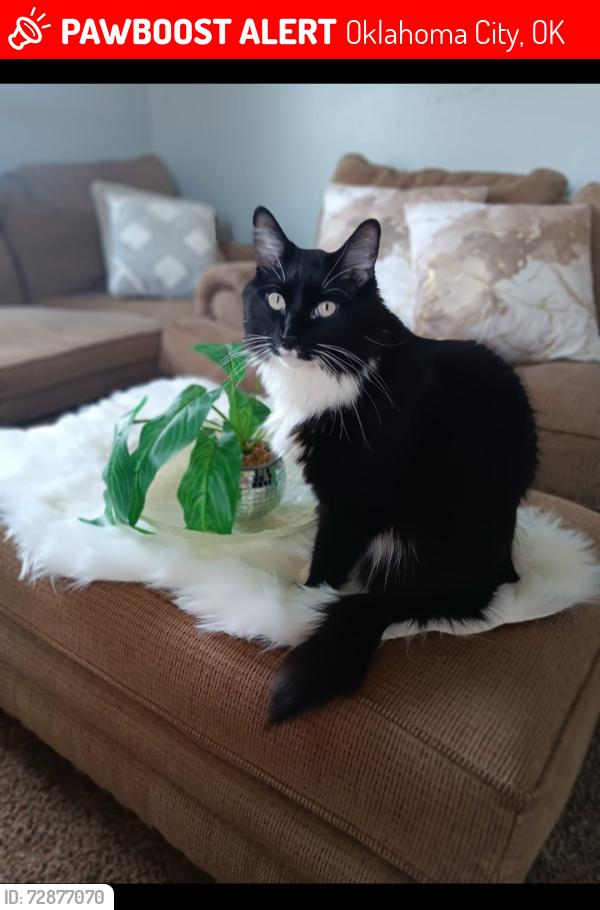 Lost Male Cat last seen Near penn y agnew, Oklahoma City, OK 73119
