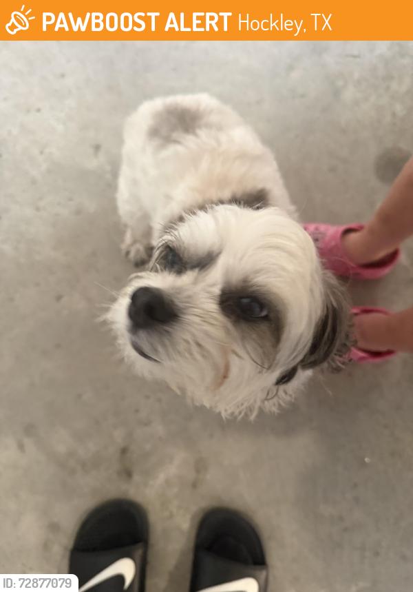 Found/Stray Unknown Dog last seen Windrow Neighborhood, Hockley, TX 77447