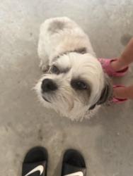 Found/Stray Unknown Dog last seen Windrow Neighborhood, Hockley, TX 77447