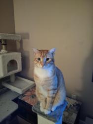 Reunited Male Cat last seen Corner of Woodmark Drive and Fitzpatrick Drive , Liverpool, NY 13088