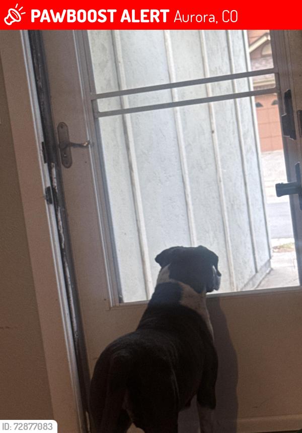 Lost Female Dog last seen Near e Bethany dr, Aurora, CO 80013
