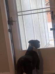 Lost Female Dog last seen Near e Bethany dr, Aurora, CO 80013