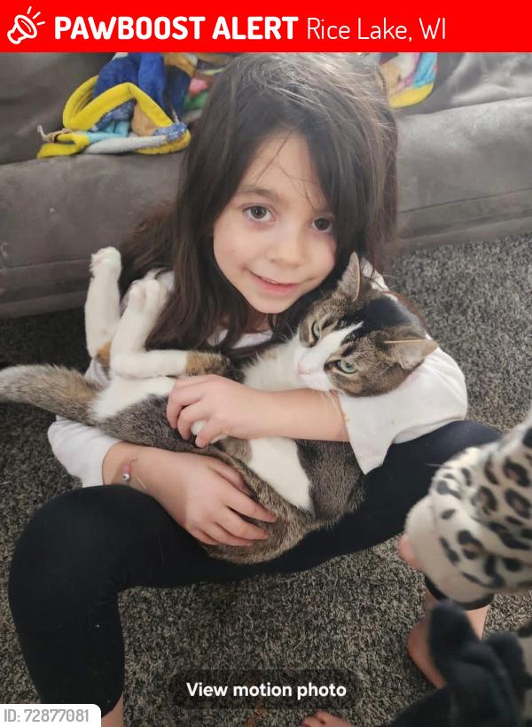 Lost Female Cat last seen Lakeshore terrace trailer court , Rice Lake, WI 54868