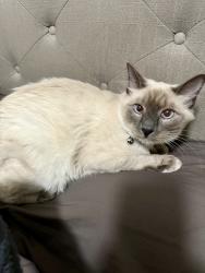 Lost Male Cat last seen Royal parkway and Townes rd, Friendswood, TX 77546