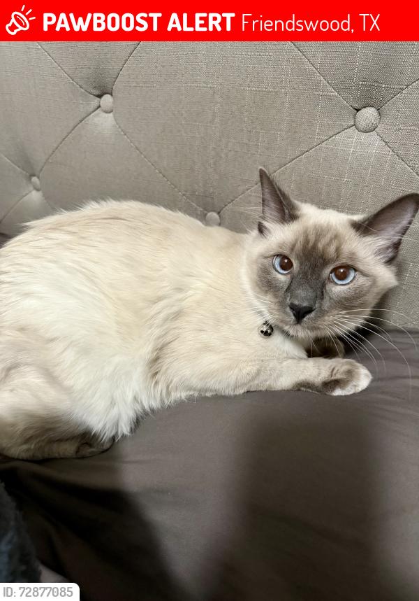 Lost Male Cat last seen Royal parkway and Townes rd, Friendswood, TX 77546