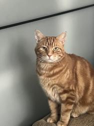 Lost Male Cat last seen Mountain Rd, Wilton, CT 06897