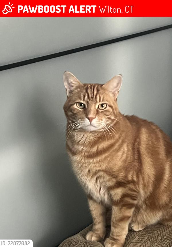 Lost Male Cat last seen Mountain Rd, Wilton, CT 06897