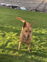 Lost Female Dog last seen Near N 28th and Carr, Tacoma, WA 98403